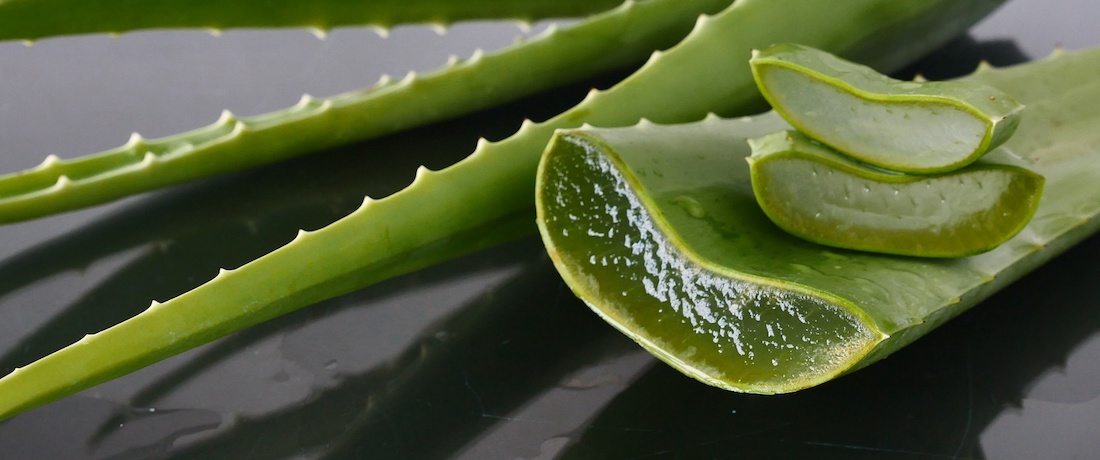 Aloe Vera Pflanze